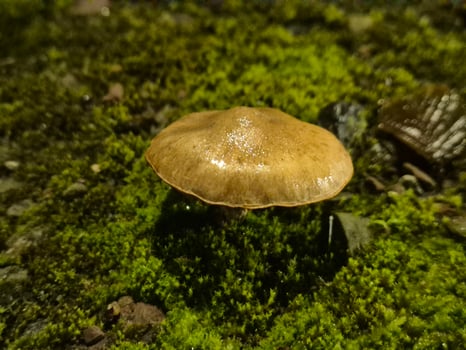 Little autumn mushrooms photo