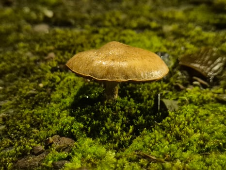 Little autumn mushrooms photo