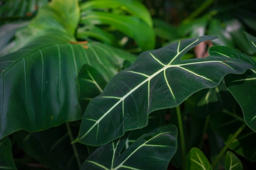 long tranquil walk in Perdana Botanical Garden, Kuala Lumpur , Malaysia photo