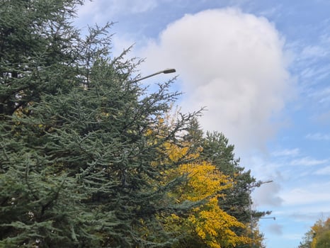 Autumn trees in the park photo