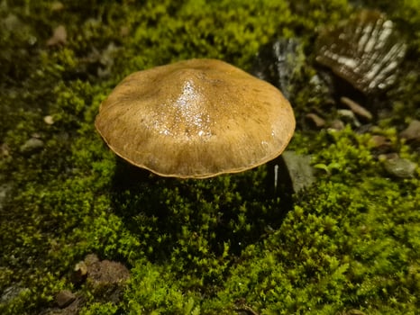 Little autumn mushrooms photo