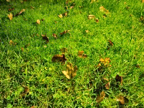 Autumn leaves in green grass background photo