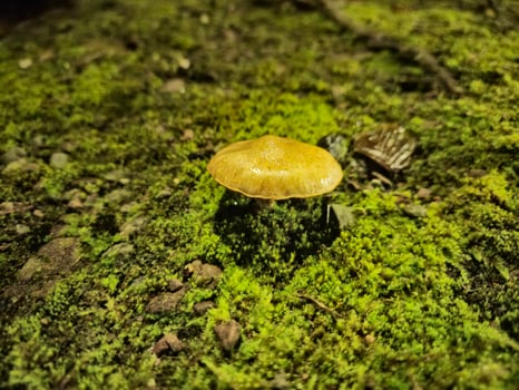 Little autumn mushrooms photo