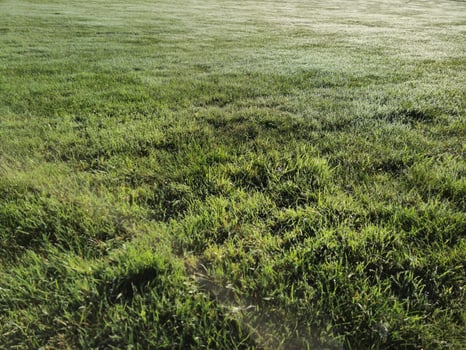 Green grass natural background photo