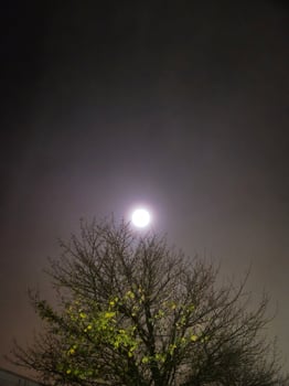 Moon shining in darkness over the tree photo