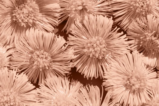 Mocha brown flowers mother and stepmother on background close up photo