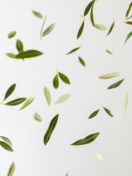 Delicate green leaves falling against a light grey background photo