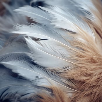 Soft and delicate feathers in shades of gray and beige photo