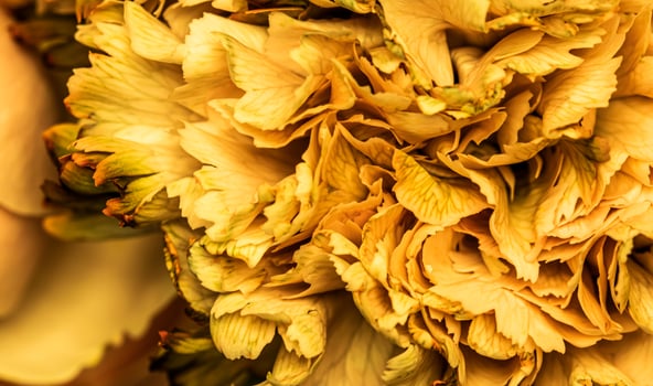 Abstract floral background, yellow carnation flower petals. Macro flowers backdrop for holiday brand design photo