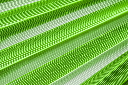 Palm leaf texture background. Summer holiday and tropical nature concept. photo