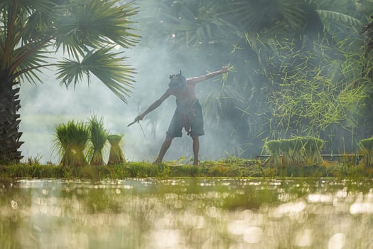 On the morning with golden sunlight in the rice fields in rural Thailand, Farmers and their lifestyle of rice farming based on the seasons photo