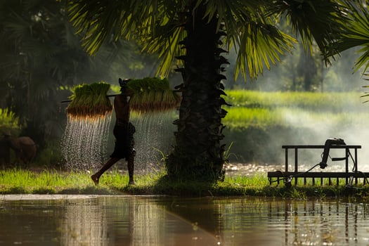 On the morning with golden sunlight in the rice fields in rural Thailand, Farmers and their lifestyle of rice farming based on the seasons photo