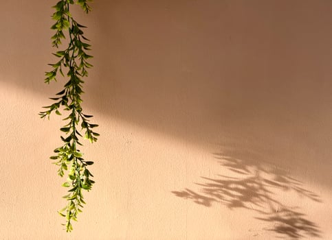 Beautiful green plant leaves on horizontal copy spaced pinkish cream brown wall with diagonal shadows on the background. photo