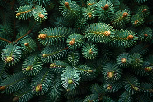 Lush Green Pine Needles and Buds - Ideal for Holiday Designs and Nature Projects photo