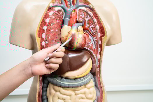 Student teenage learning anatomy biology with human body model in classroom at high school. photo