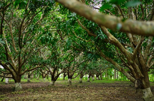 a large group of trees photo