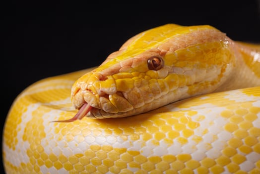 Close-up of a yellow python against a black background showing its brightly colored scales, Tree Snake photo