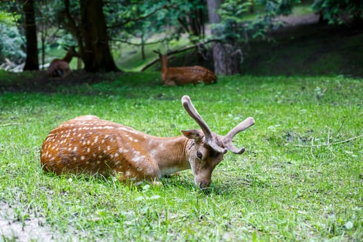 Beautiful young brown deer in the wild. Wild deer among green trees photo