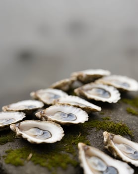 A group of oysters are sitting on a rock photo