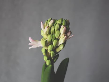 Hyacinth vintage flower. photo
