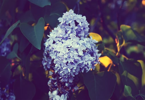 Purple lilac flowers outdoors photo