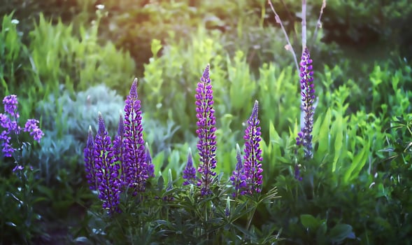 Wild blue lupinus photo