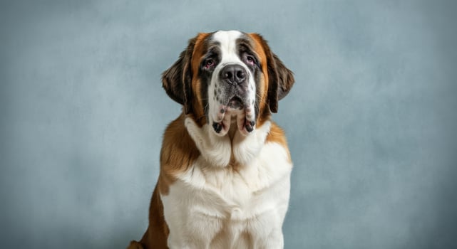 Saint bernard dog portrait against soft blue backdrop for pet themed designs photo