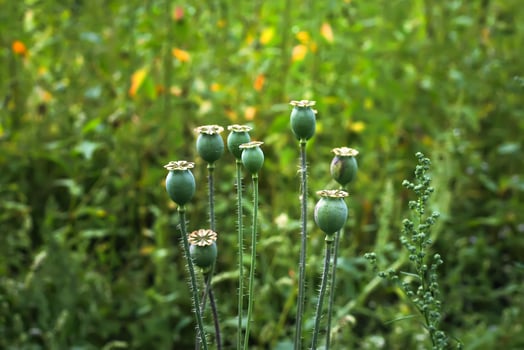 Poppy faded plants in summer park. photo