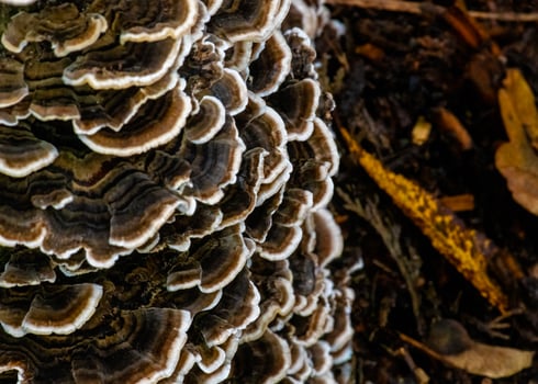Coriolus Versicolor fungi photo