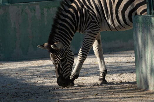 Zebra Grazing Zoo Enclosure Animal photo