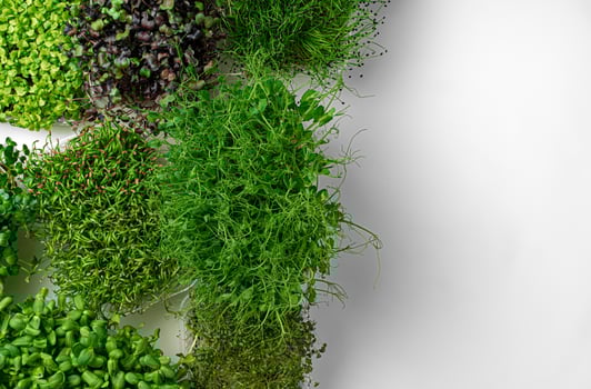 Top view of micro green trays on white background photo