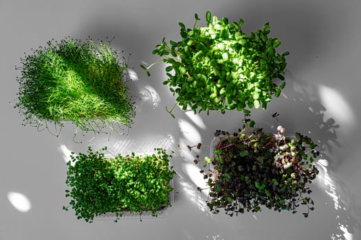 Top view of micro green trays on white background photo