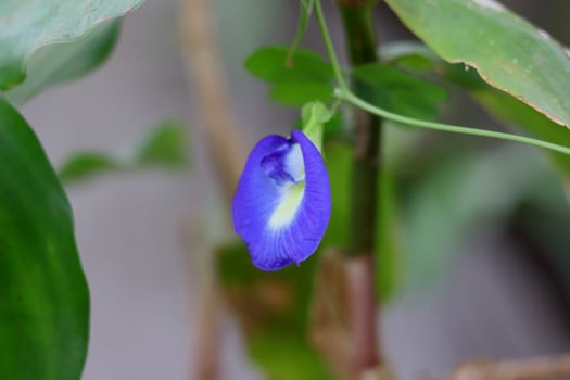A vibrant blue butterfly pea flower on its vine, with fresh green leaves in the background.Selective focus background blur Asian pigeonwings, bluebellvine, blue pea, butterfly pea, photo