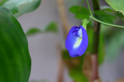 A vibrant blue butterfly pea flower on its vine, with fresh green leaves in the background, Selective focus background blur Asian pigeonwings, bluebellvine, blue pea, butterfly pea photo
