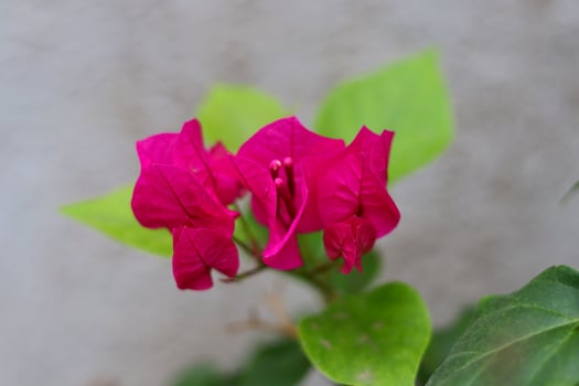 close-up view of vibrant magenta bougainvillea bracts, which surround the small, tubular white flowers at the center. The bracts display a delicate, paper-like texture with visible veins. photo
