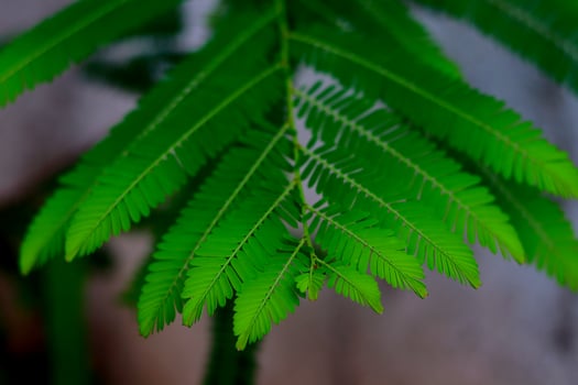 Beautiful fresh green leaf with a feathery structure of Phyllanthus emblica, also known as emblic, emblic myrobalan, myrobalan, Indian gooseberry, Malacca tree, or amla photo