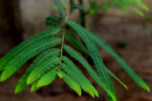 A fresh green leaf with a feathery structure of Phyllanthus emblica, also known as emblic, emblic myrobalan, myrobalan, Indian gooseberry, Malacca tree, or amla photo