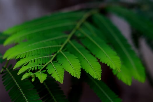 A fresh green leaf with a feathery structure of Phyllanthus emblica, also known as emblic, emblic myrobalan, myrobalan, Indian gooseberry, Malacca tree, or amla beautiful green plant photo