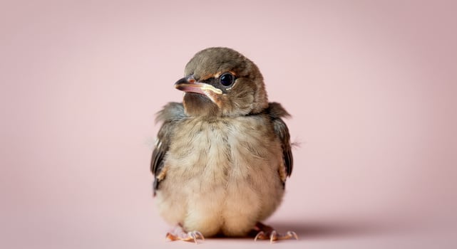 Adorable baby bird on soft pink background perfect for nature and wildlife-themed designs photo