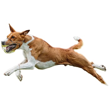 Dog running straight on camera isolated on white background at full speed on competition photo