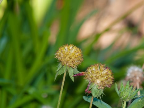 Close-up of dried Gaillardia, blanket flower seed heads with green blurred background. Concept of summer bloom, wildflowers, natural life cycle, and garden plants. Copy space photo
