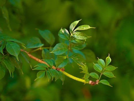 Close-up of Vibrant young green leaves on a branch in Sunlight with a blurred green background. Concept of spring growth, nature renewal, fresh foliage, eco-friendly environment photo