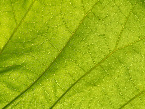 Close-up of Vibrant Green Leaf Showing Intricate Veins and Texture in Nature Art, Concept of Organic Beauty, Environmental Conservation, Natural Patterns. Macro shot. Background. Copy space photo