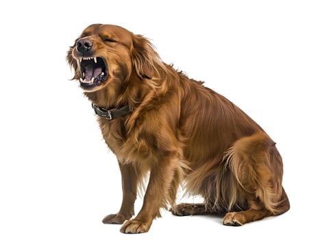 Isolated Angry Aggressive Golden Retriever Dog Evil Pet Barking photo