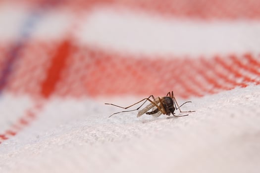Dead mosquito family Culicidae lying on cloth photo
