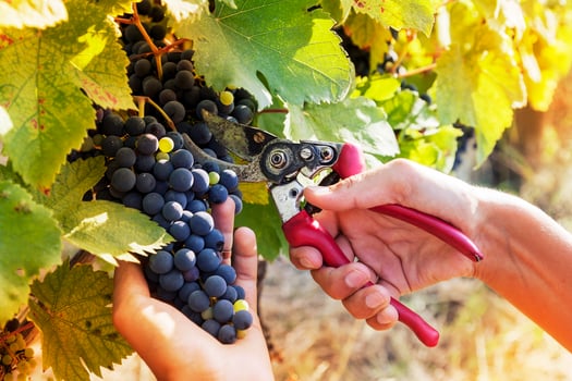 closeup of hands to gather a bunch of grapes photo
