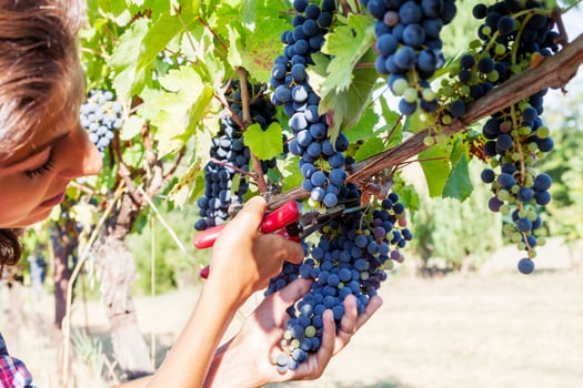young woman picks grapes in a vineyard photo