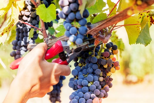 closeup of hands to gather a bunch of grapes photo