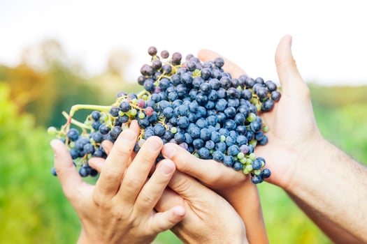 farmers hands showing freshly picked red grapes photo