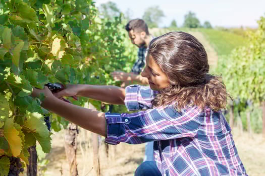 young woman picks grapes in a vineyard photo